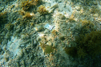 Eine Karte aus Kunststoff liegt auf dem Meeresboden.