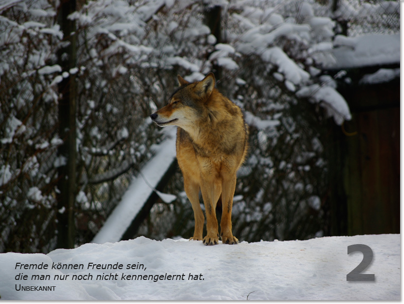 Bild des zweiten Adventskalendertürchens: Wolf im Schnee; Zitat: Fremde können Freunde sein, die man nur noch nicht kennengelernt hat. Verfasser unbekannt.