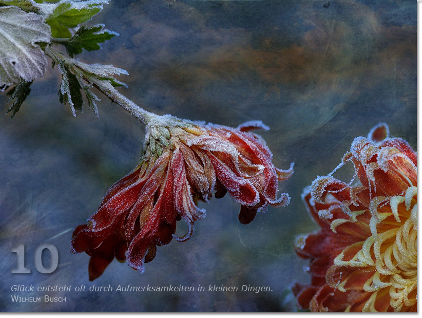 Bild des zehnten Adventskalendertürchens: überfrorene Blüten; Zitat von Wilhelm Busch: Glück entsteht oft durch Aufmerksamkeiten in kleinen Dingen.