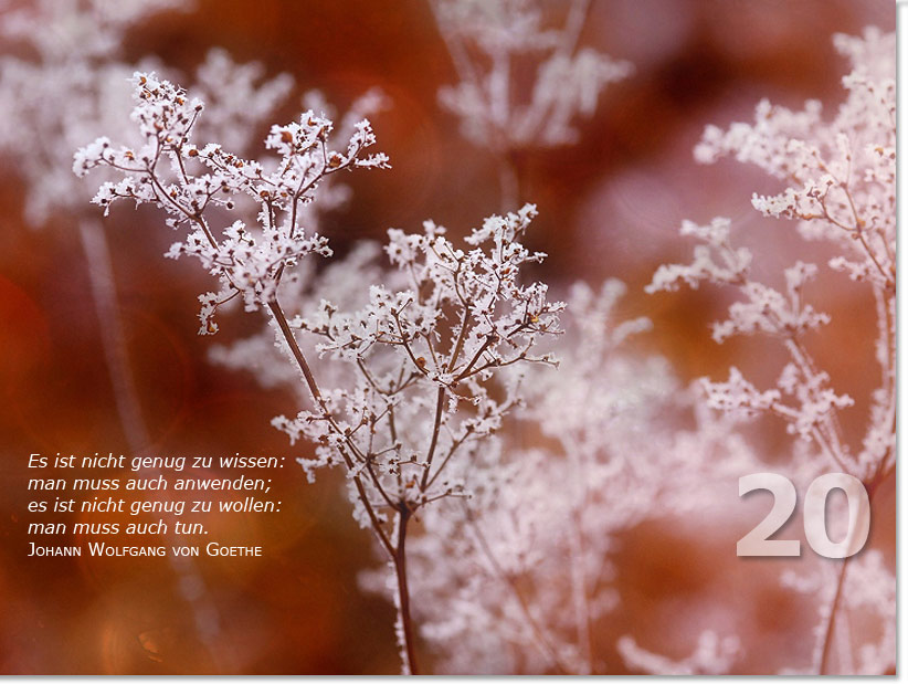 Bild des zwanzigsten Adventskalendertürchens: Vereiste Blumen; Zitat von Johann Wolfgang von Goethe: Es ist nicht genug zu wissen: man muss auch anwenden; es ist nicht genug zu wollen: man muss auch tun.