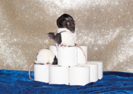 Ein Foto von drei Ratten auf Toilettenpapierrollen