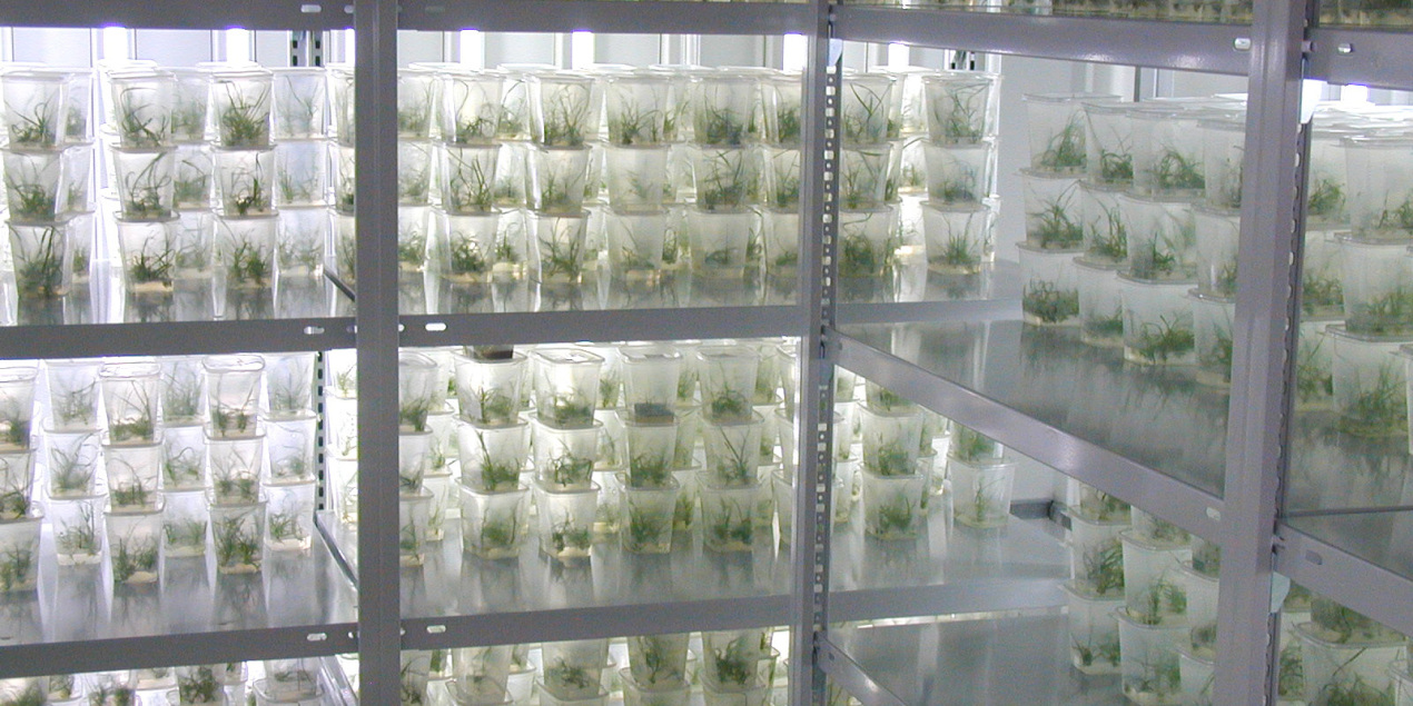 Regale mit Anzuchtschalen