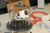 Ein Mohrenkopf als Objekt eines Vakuumversuchs.