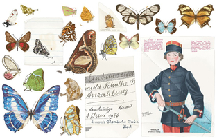 Auszug aus dem Buch Der Schmetterlingskoffer, Galiani Verlag